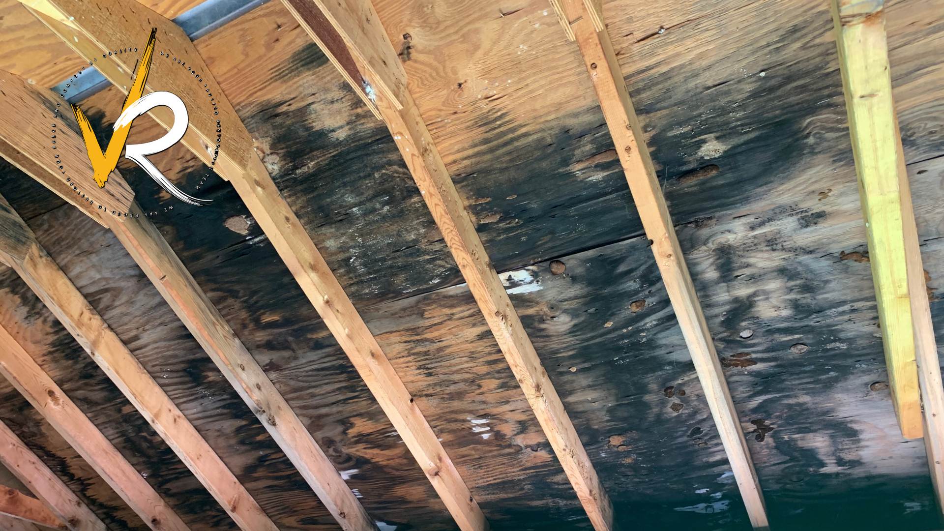 Mold in the Attic? How to Get Rid of It Safely