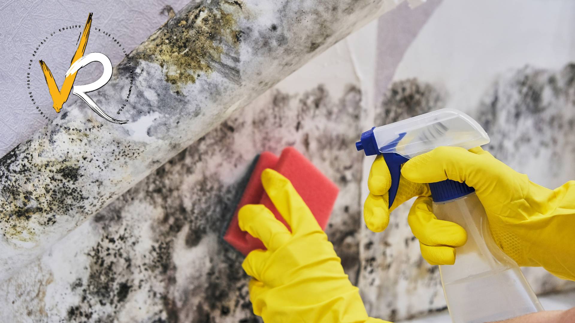 Mold Remediation in Vancouver
