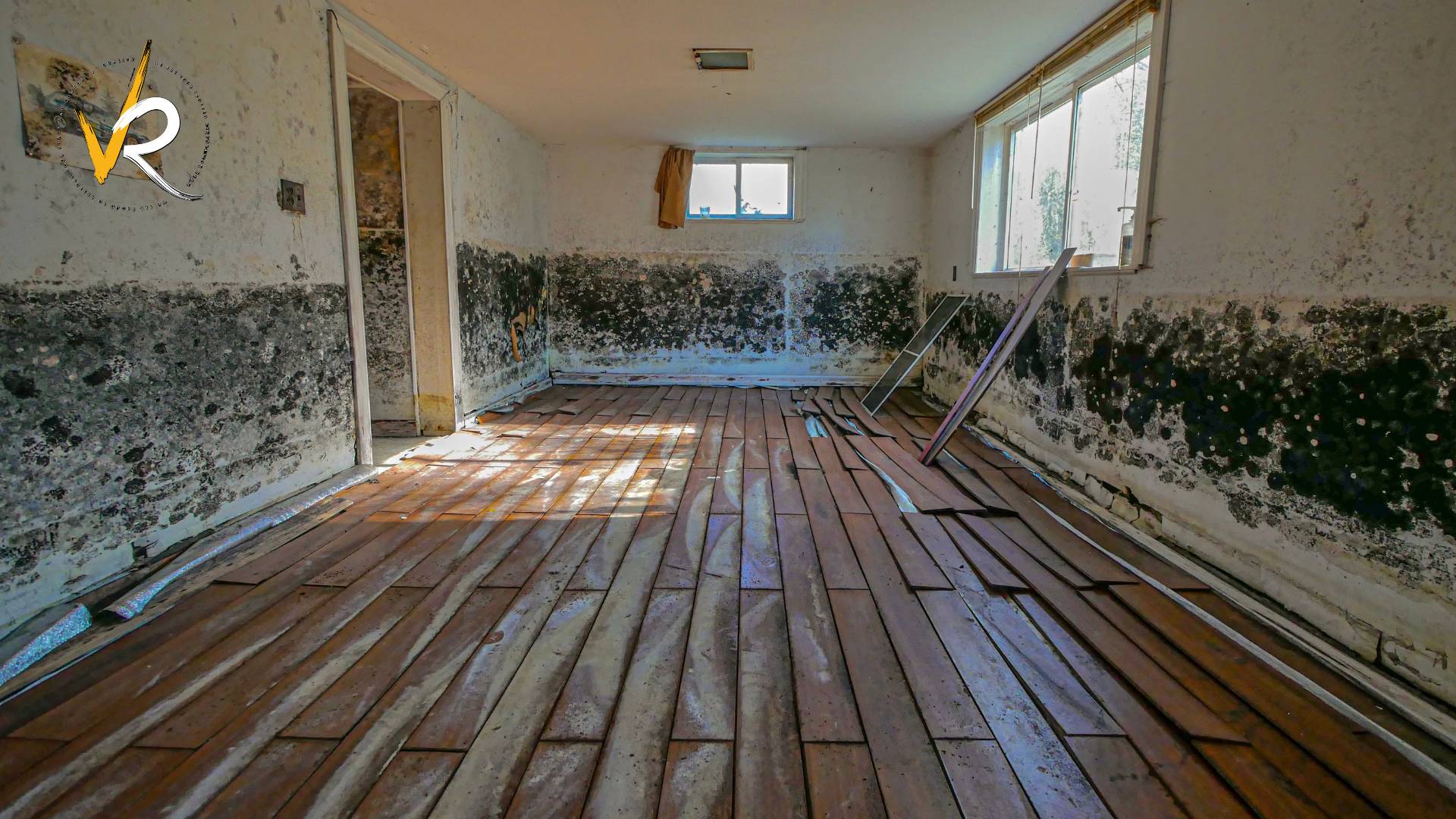 How Mold Grows After Water Damage and How to Prevent It