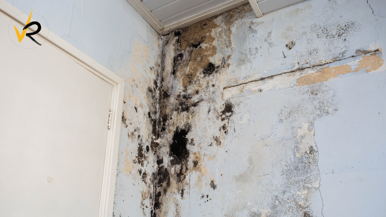 Understanding and Addressing Mold on Walls: A Comprehensive Guide