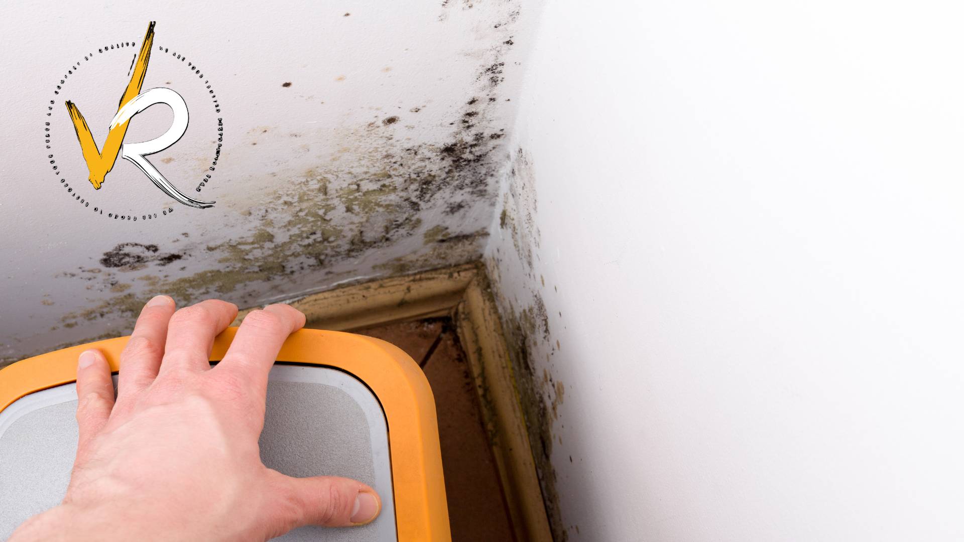 Who Pays for Mold Remediation? Coverage and Responsibilities