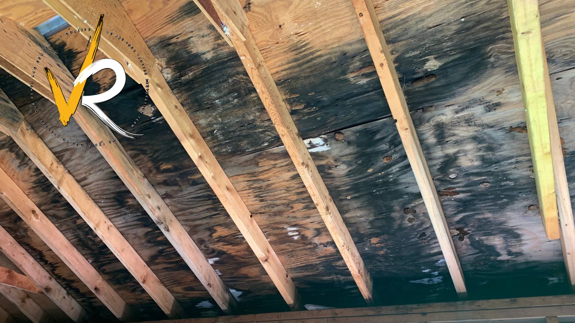 Professional Mold Removal Services in Vancouver