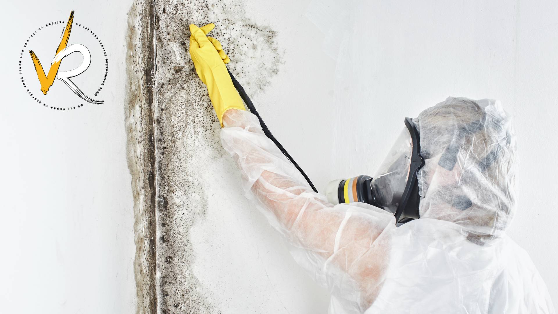 Who to Call for Mold Removal and Remediation