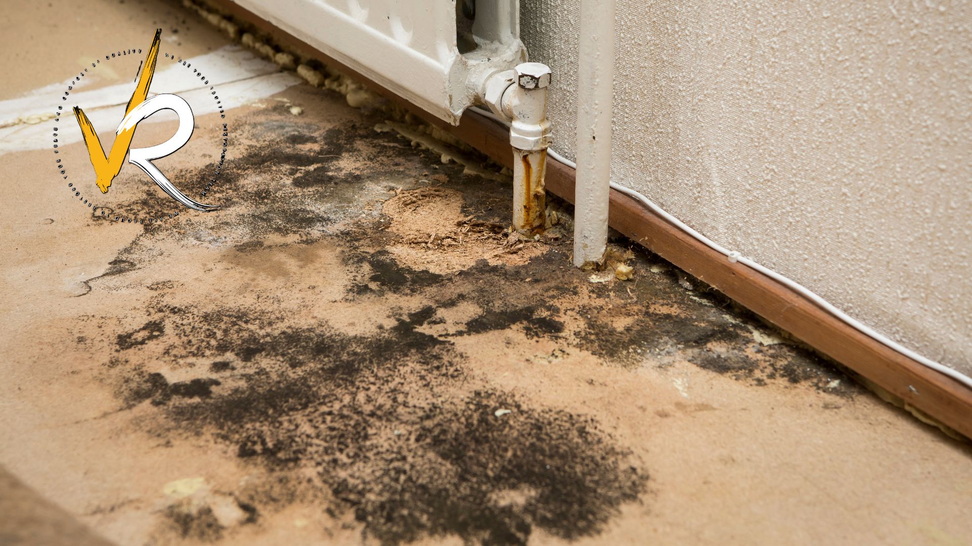 Mold Removal in Canada: Costs, Insurance, and Permanent Solutions
