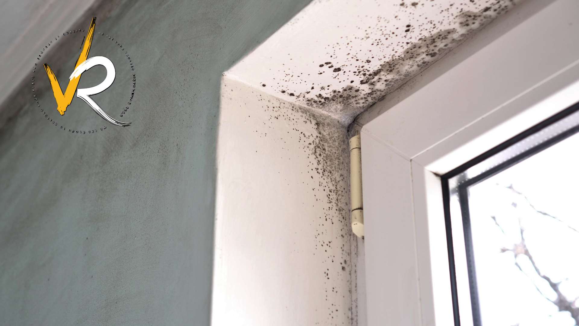 Mold Remediation Vancouver: Complete Guide for Homeowners